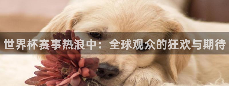 世界杯预选赛赛程表：世界杯赛事热浪中：全球观众的狂欢与期待